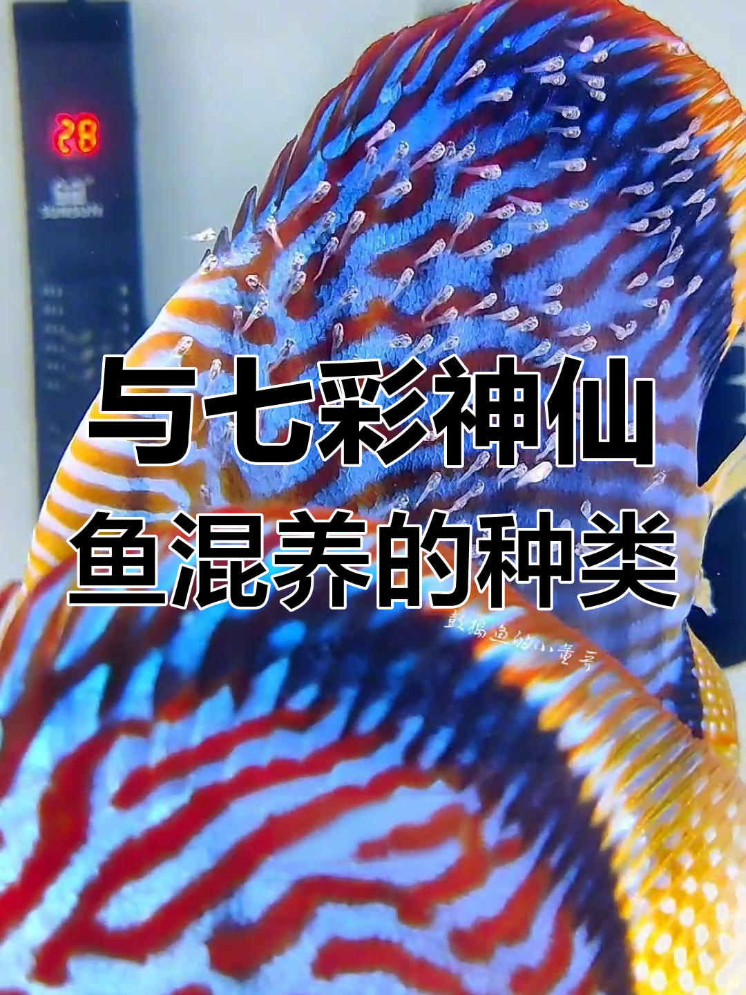 七彩神仙鱼痢特灵用量图片