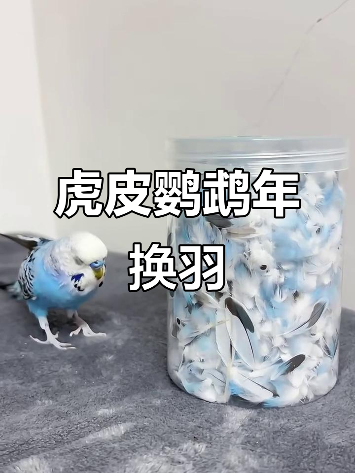 虎皮鹦鹉一年换毛,羽毛掉落惊人