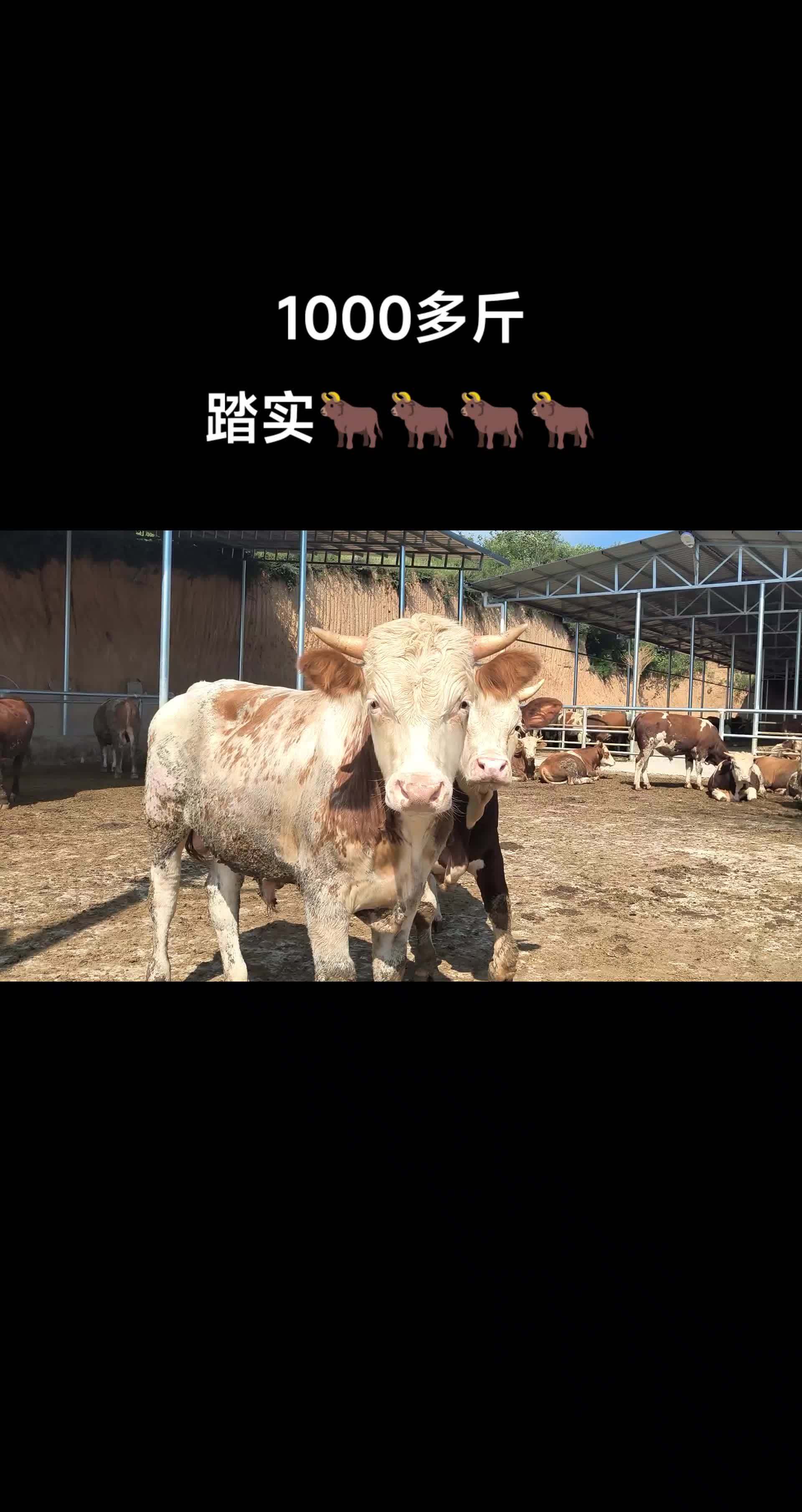 2021年农村养殖什么赚钱(农村养殖业什么最赚钱相关推荐)