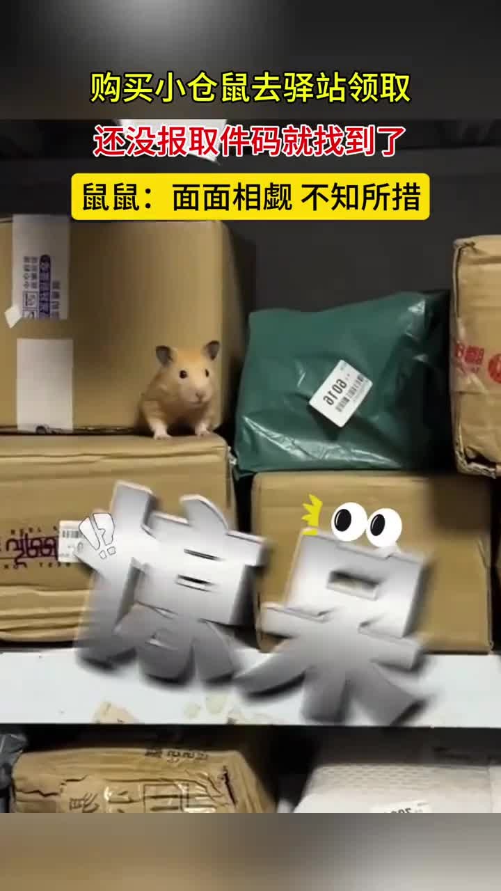 购买小仓鼠去驿站领取,还没报取件码就找到了,鼠鼠:面面相觑,不知所措