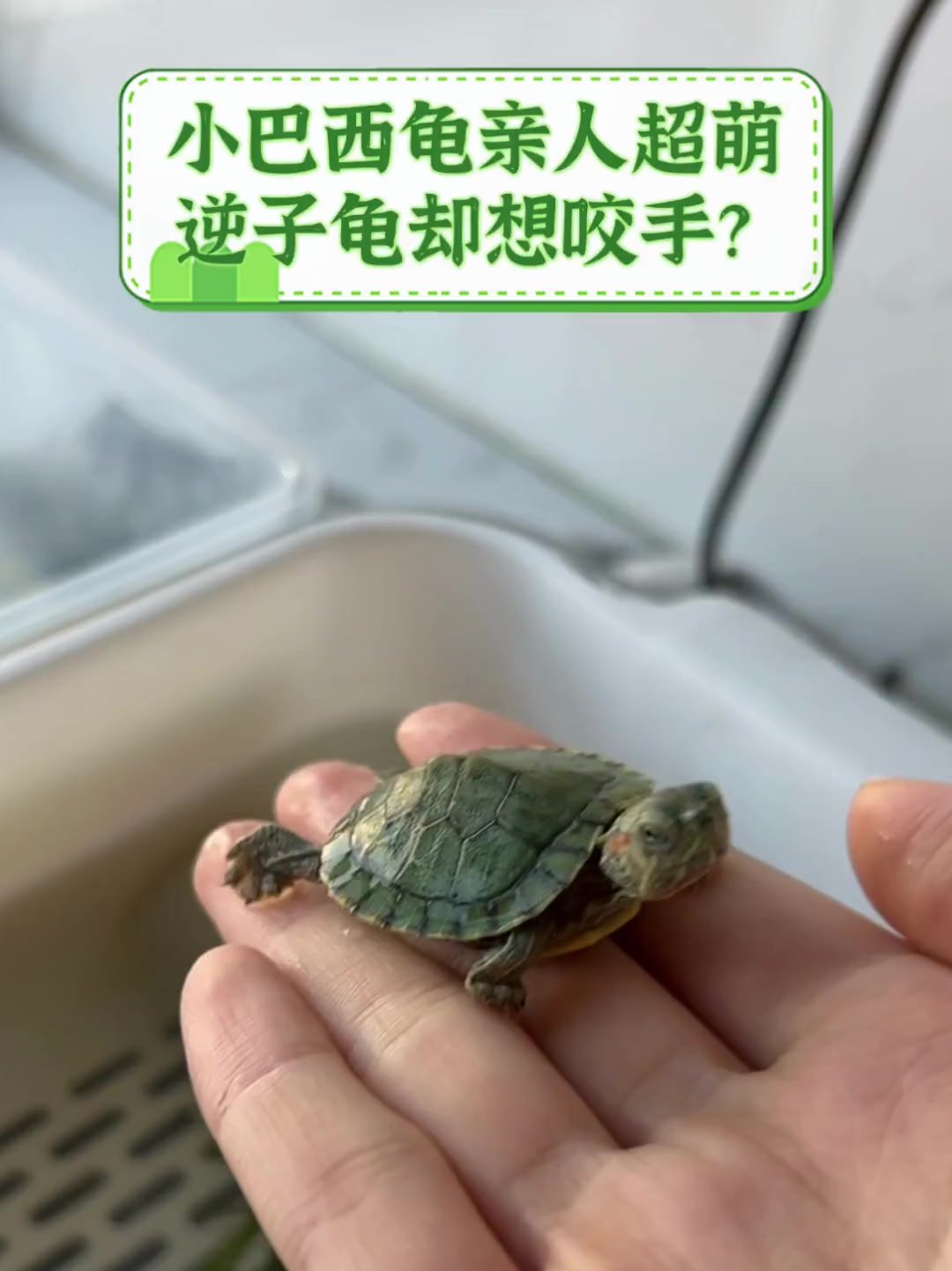 小巴西龟亲人超萌,逆子龟却想咬手?