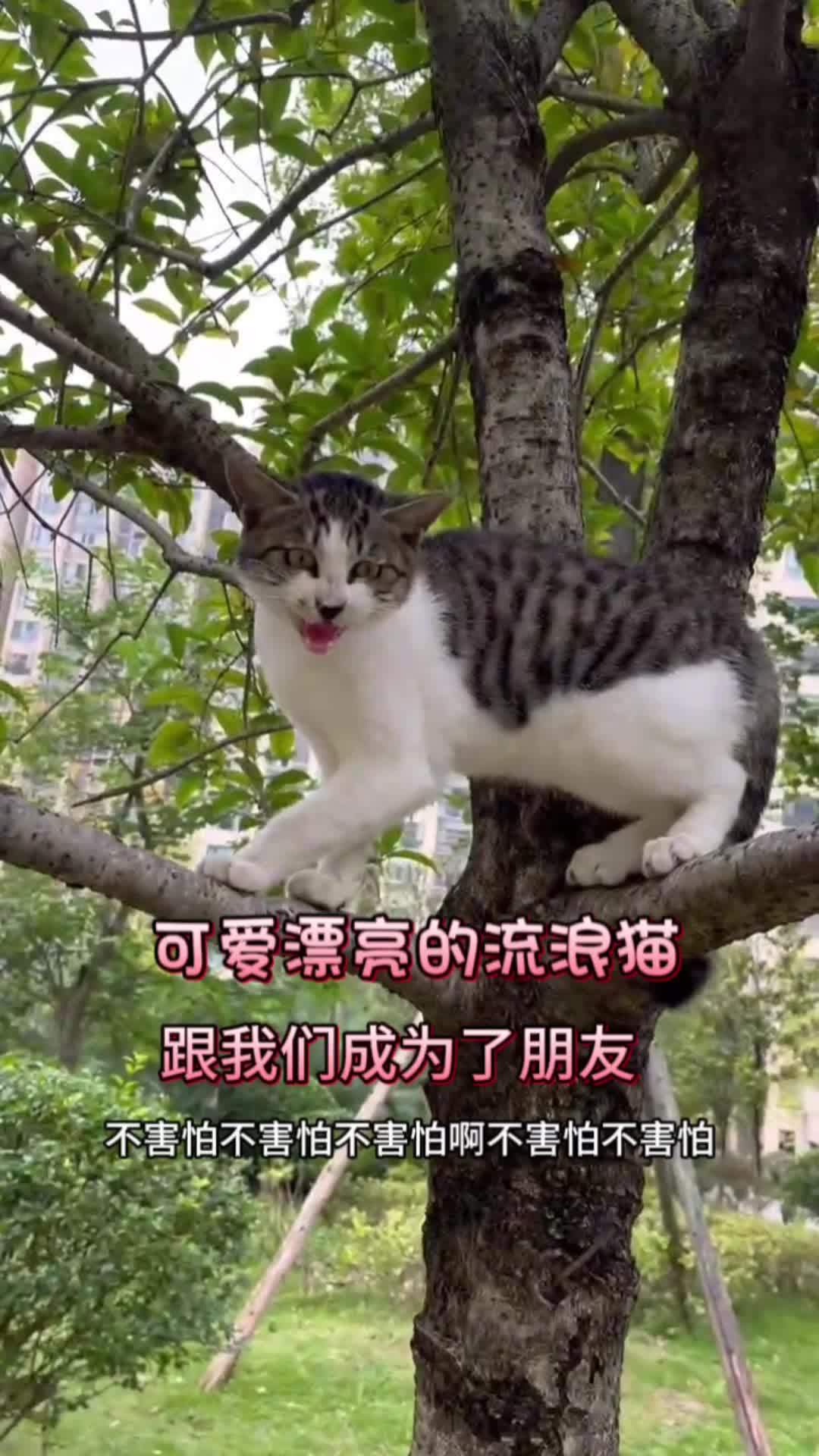 乐妈完美诠释了什么叫招猫逗狗"这个词