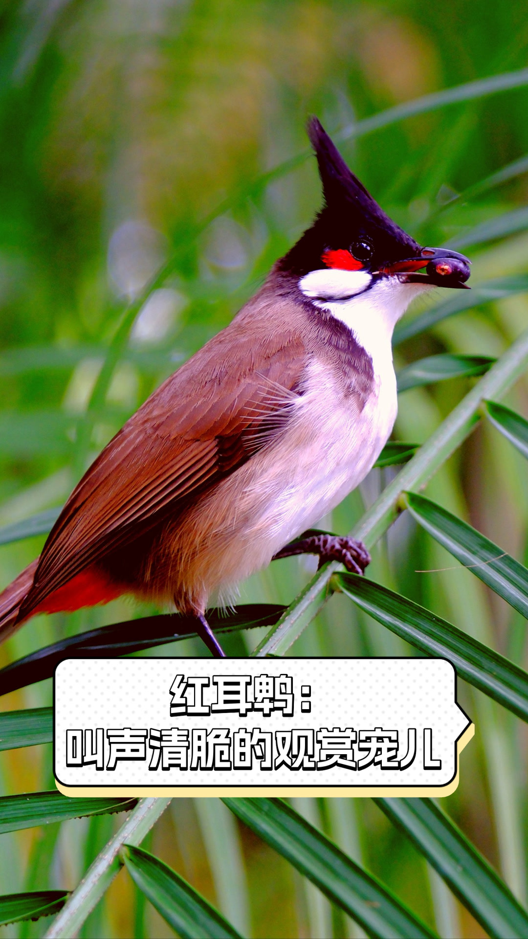 红耳鹎:叫声清脆的观赏宠儿