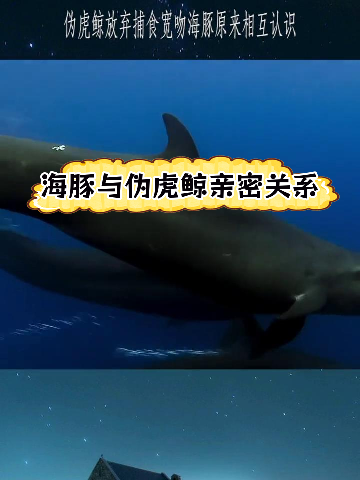 伪虎鲸与宽吻海豚的神秘互动