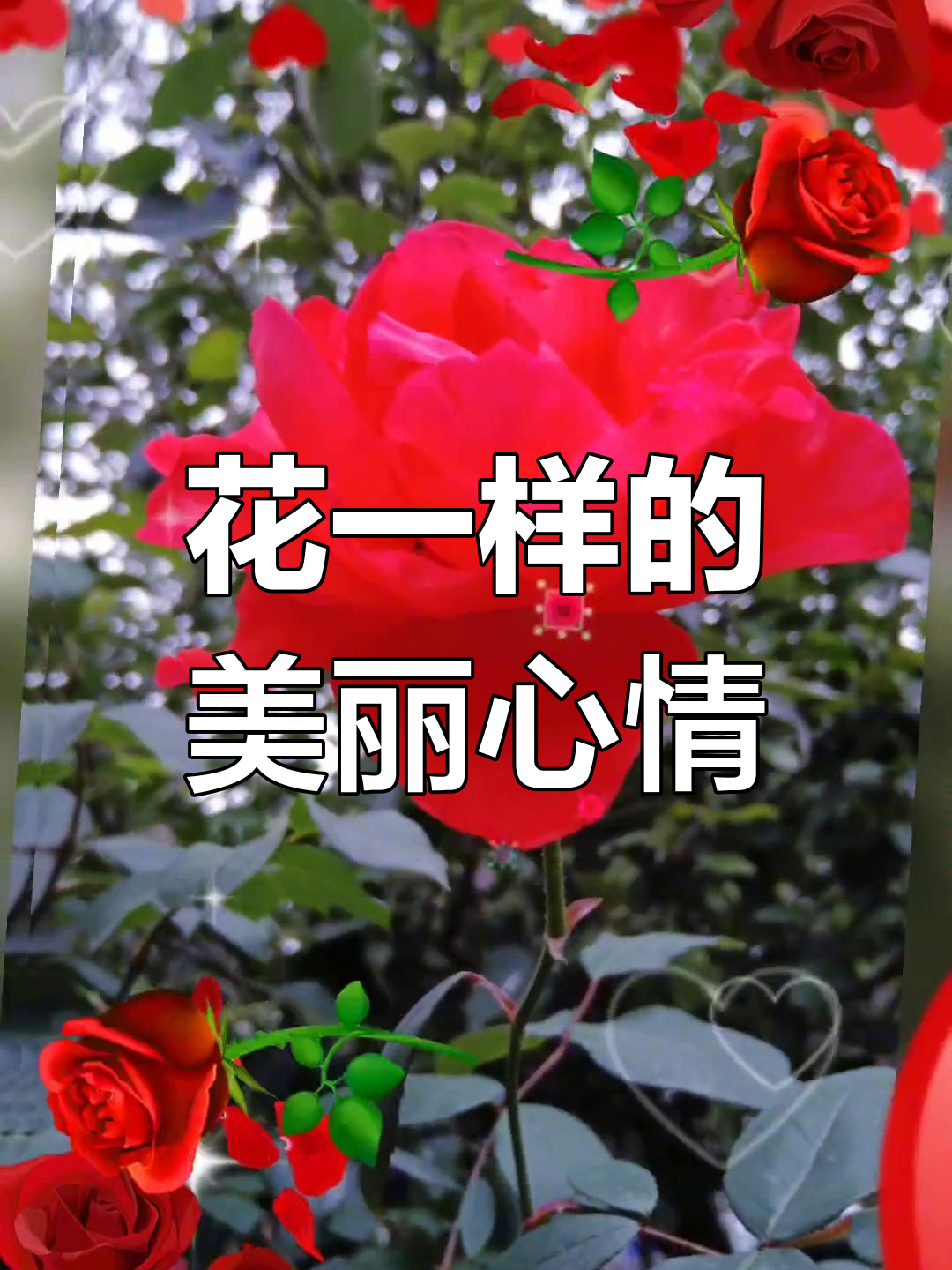 像花一样美丽绽放,每天保持好心情