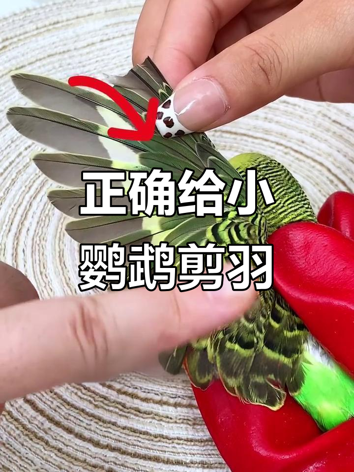 给鹦鹉剪羽毛的正确方法,飞不高也走不远