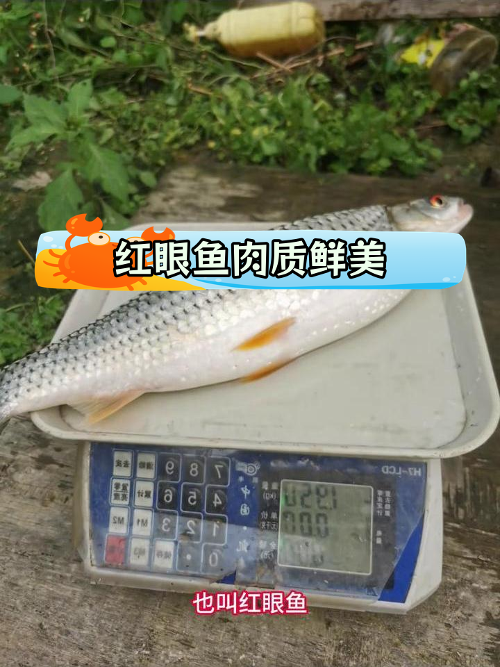 赤眼红眼鱼:生鱼片美味之选,养殖简单,肉质鲜嫩