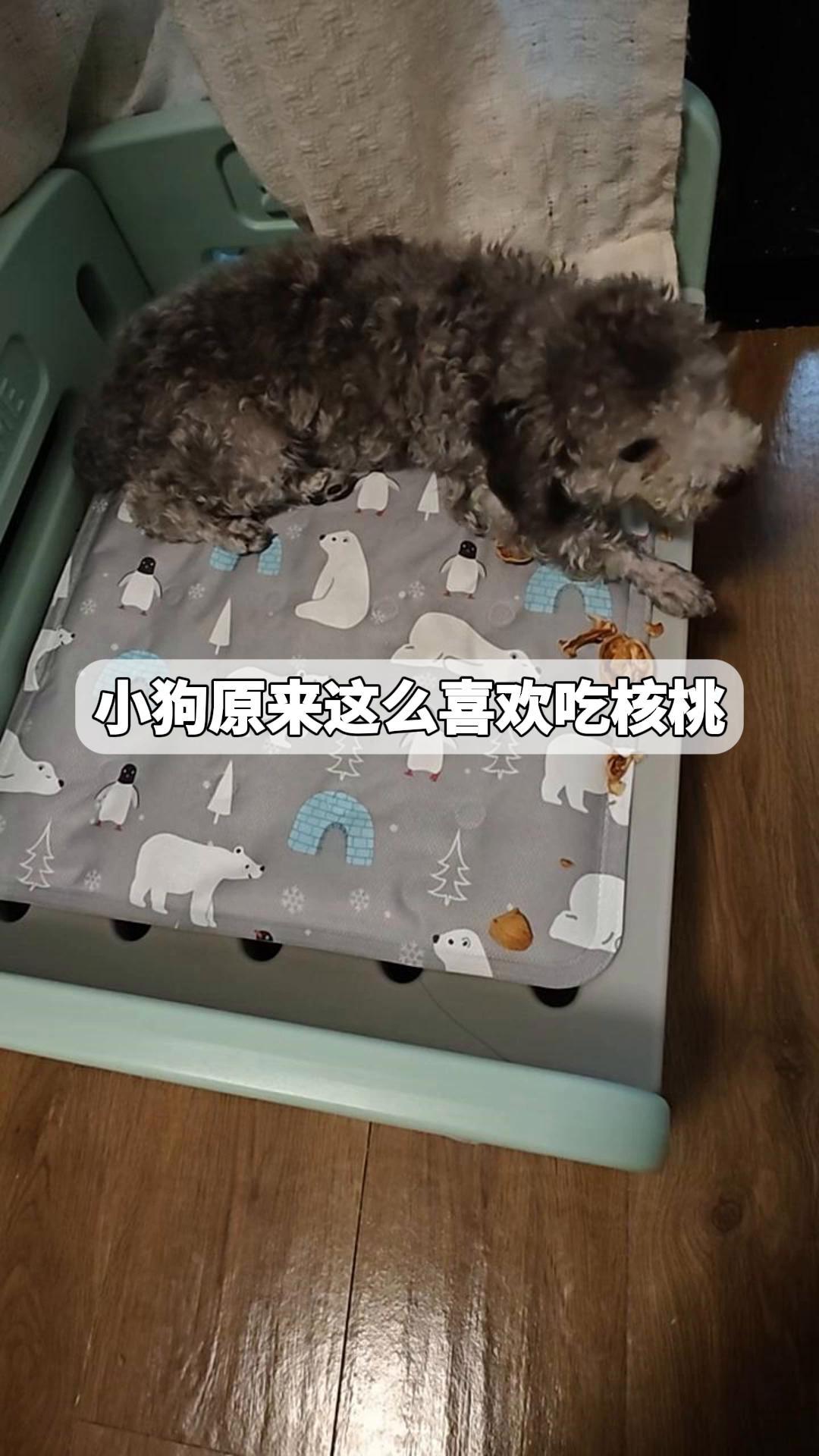 小狗原来这么喜欢吃核桃