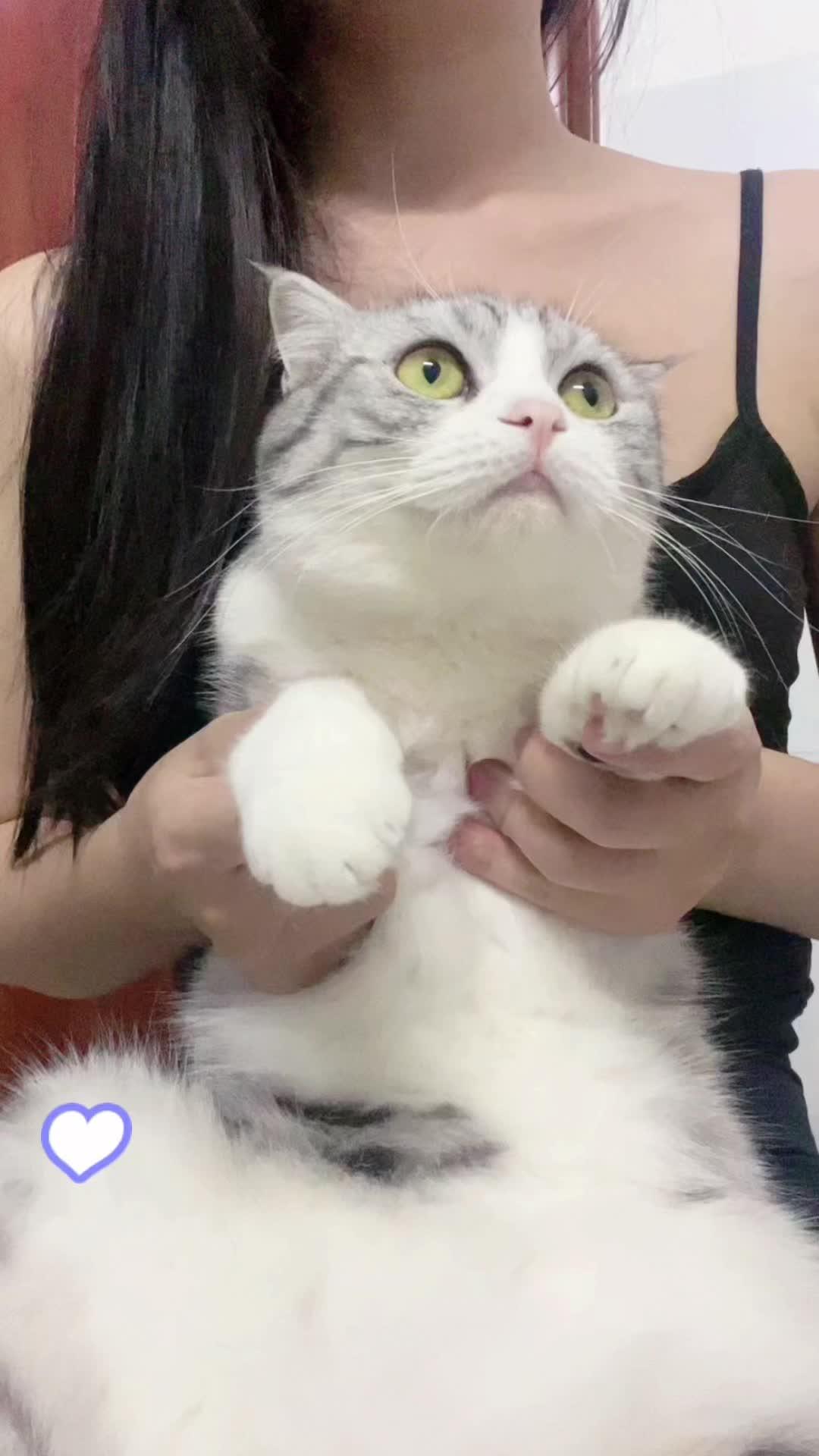 猫手势女照片认证图片