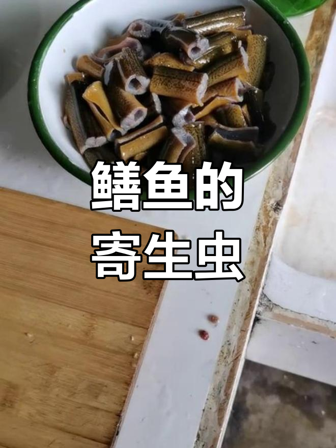 黄鳝里面的寄生虫图片图片