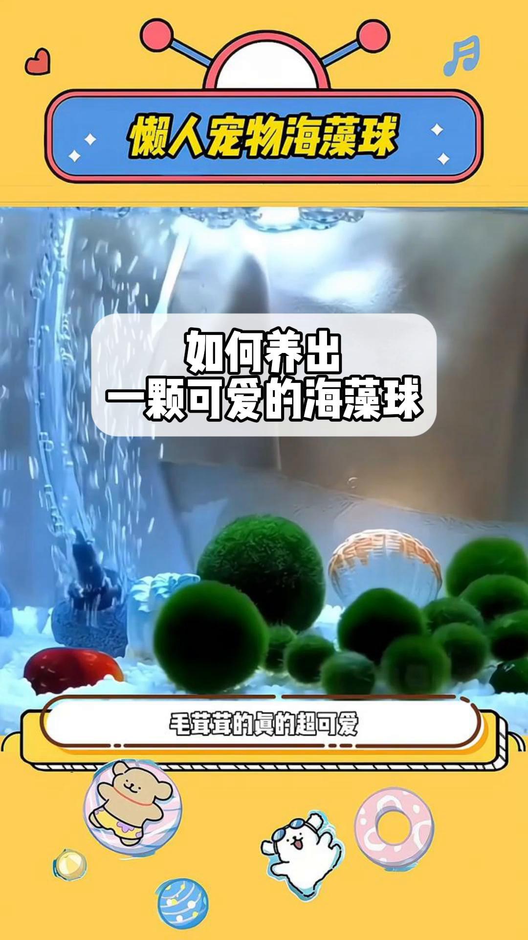 如何养出,一颗可爱的海藻球