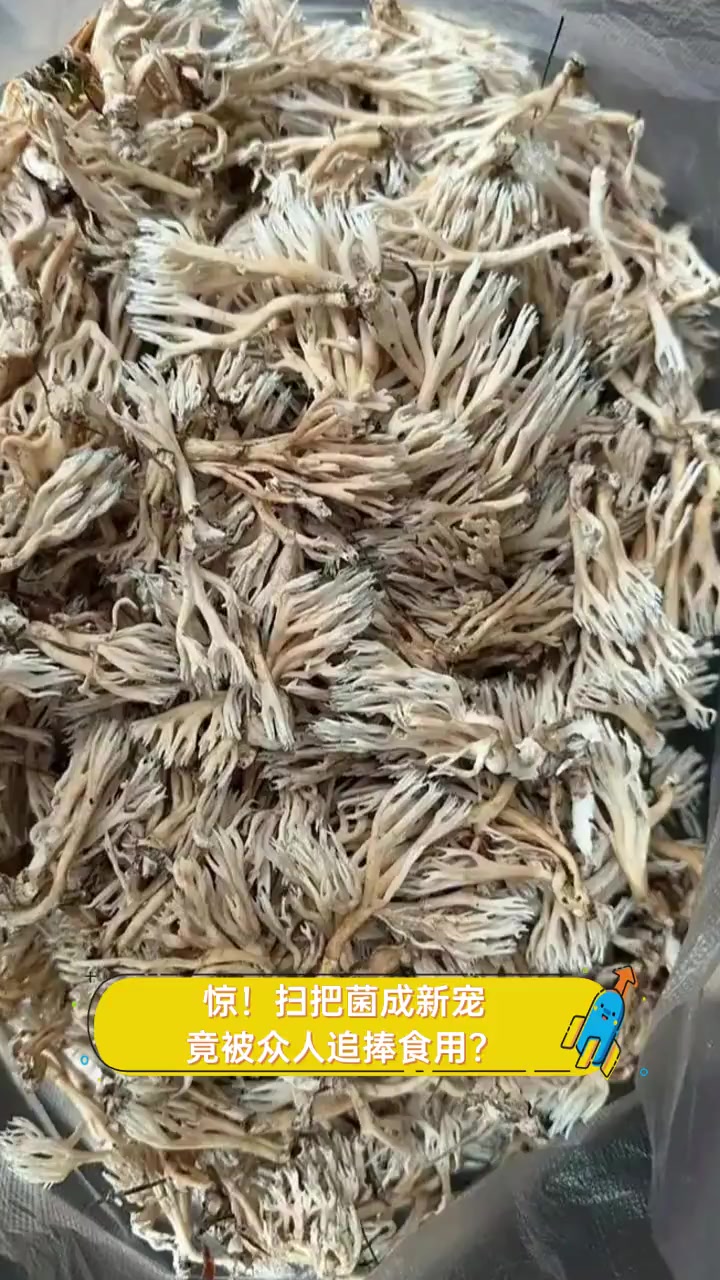 惊!扫把菌成新宠,竟被众人追捧食用?