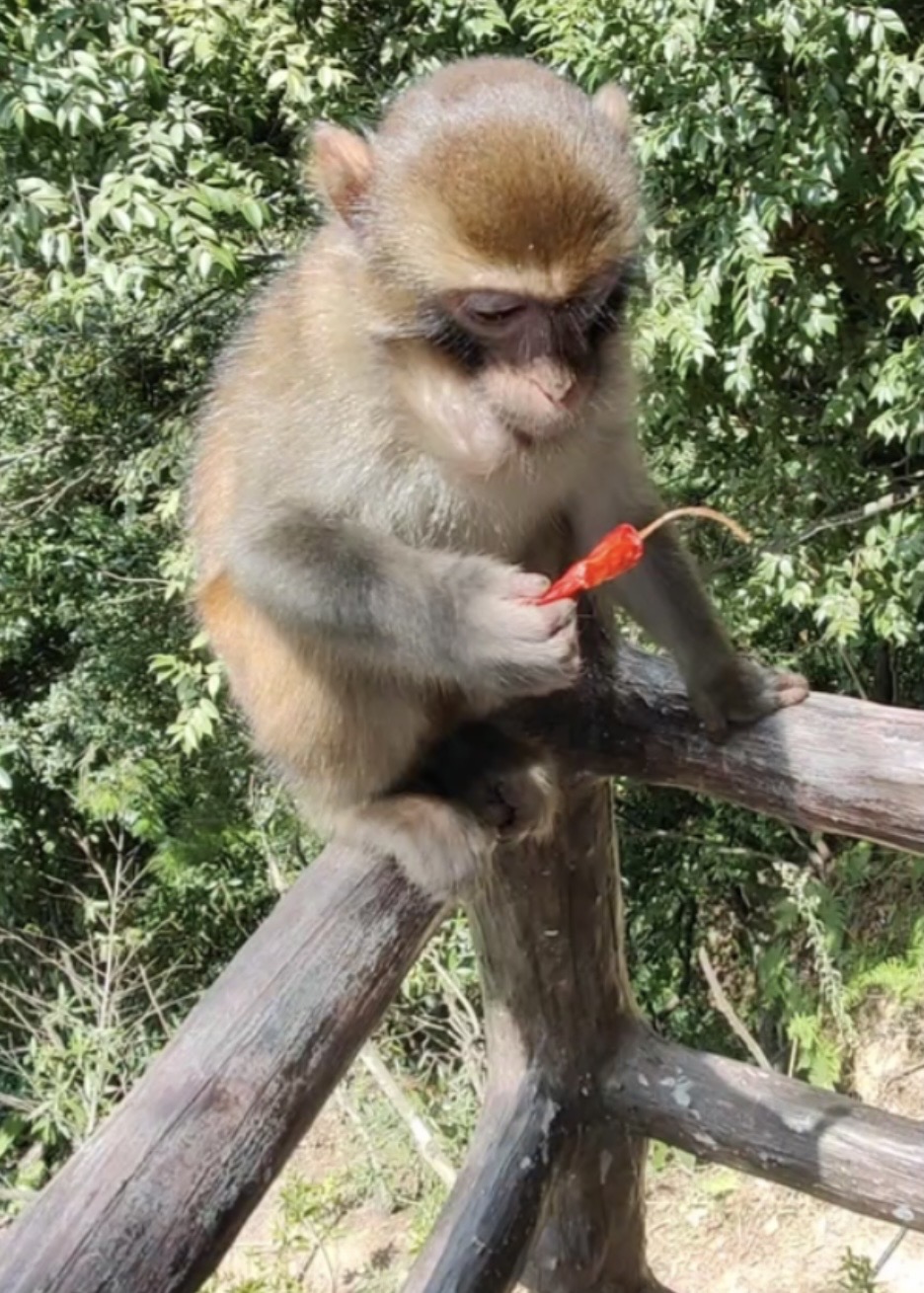 湖南人能吃辣不代表湖南的猴子能吃辣男子带辣椒给猴子惨遭嫌弃