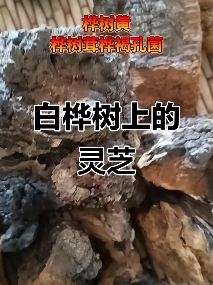 桦树黄:灵芝中的珍品,生长在白桦树上