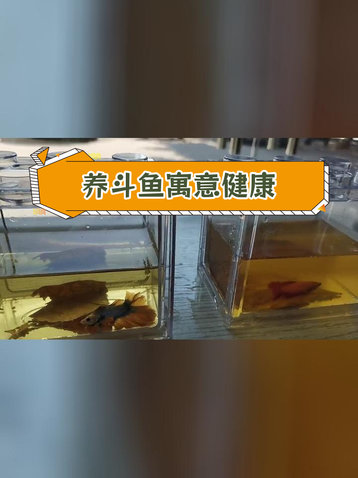 斗鱼巨婴图片