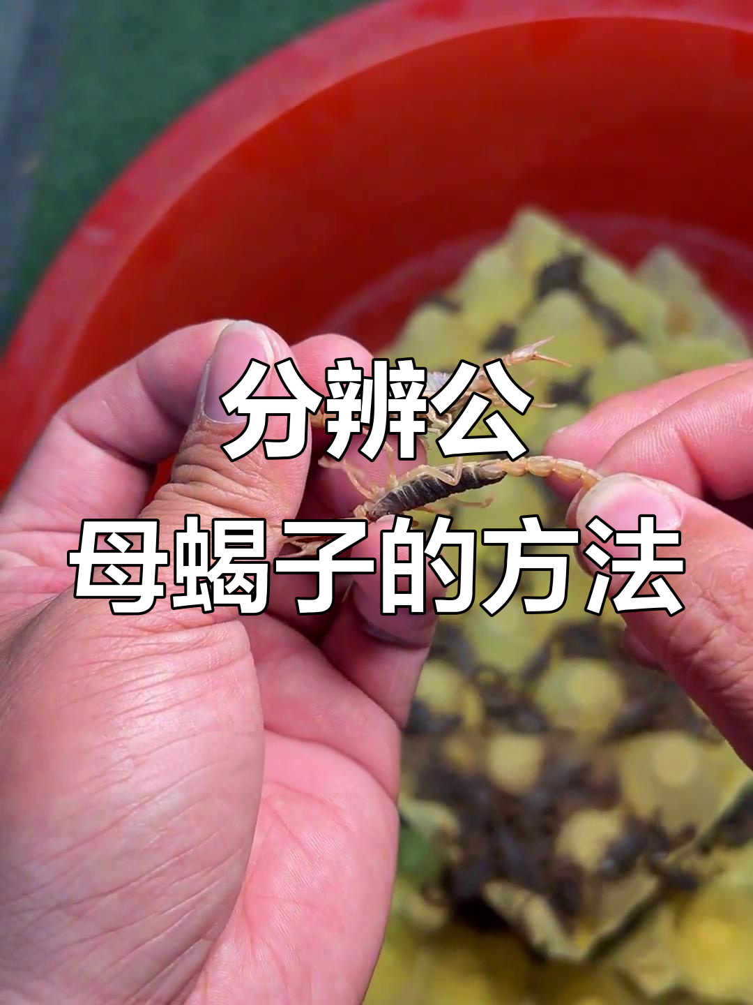 公母蝎子如何区分?这些特征一看就懂
