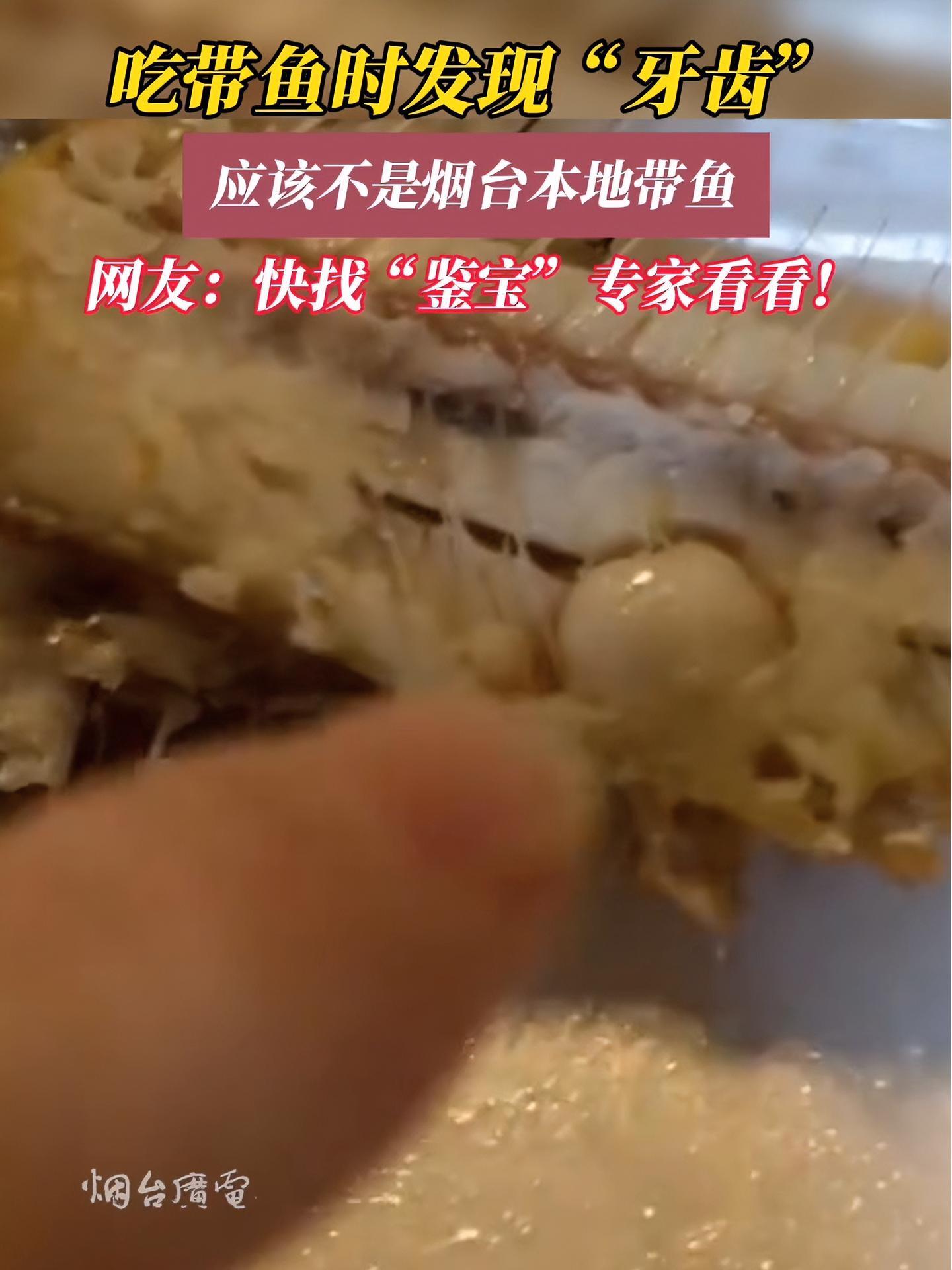 2月3日采访时间山东烟台吃带鱼时发现牙齿应该不是烟台本地带鱼网友鱼