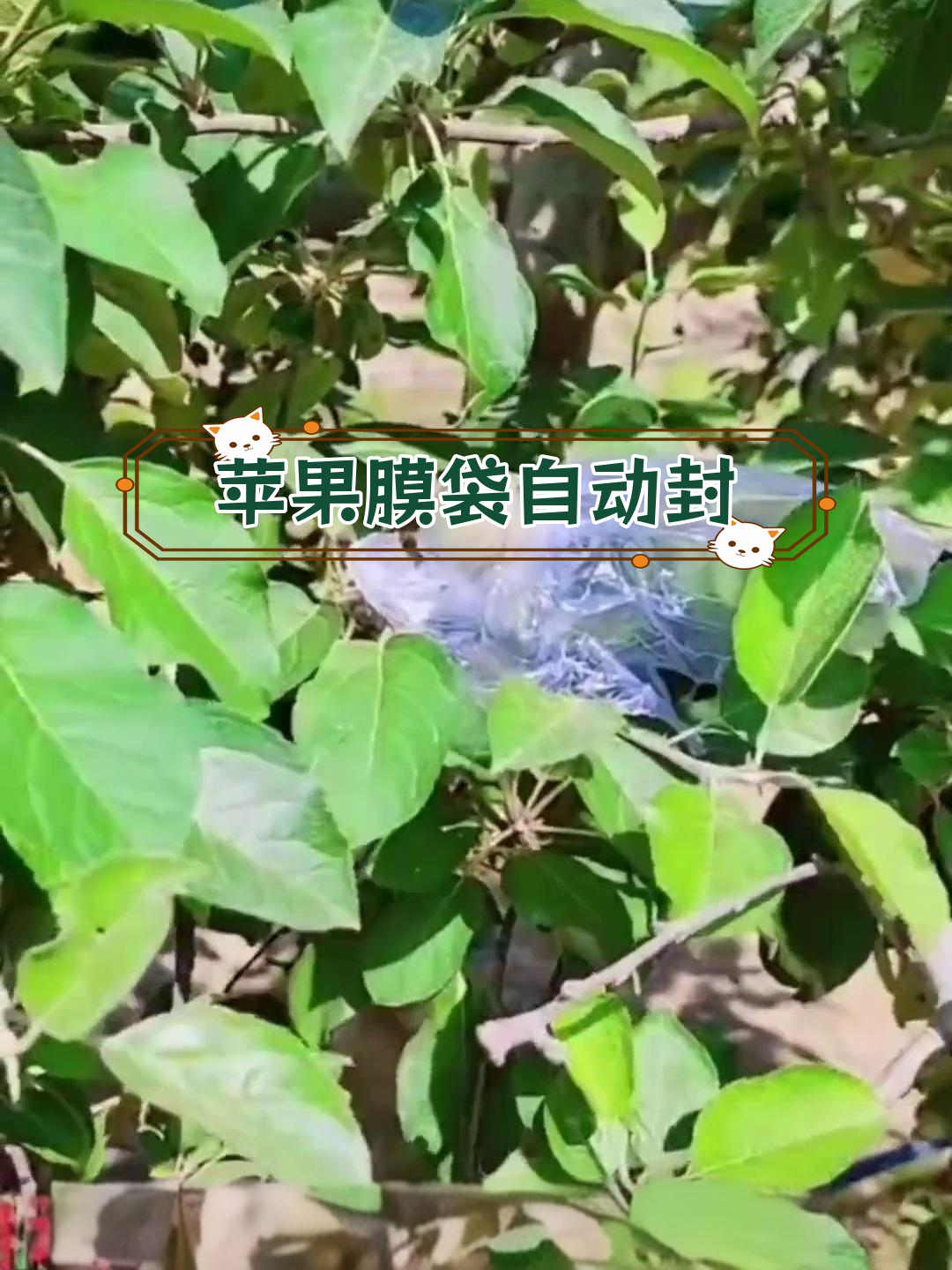 自动收口苹果膜袋,轻松套上