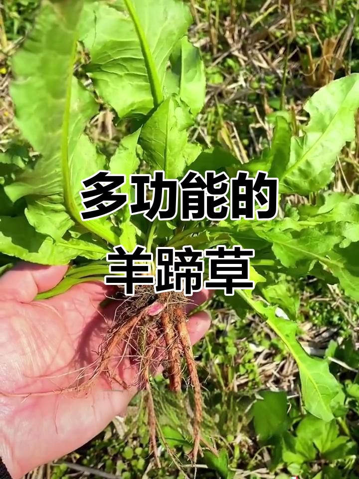 羊蹄草:一种神奇的多功能本草,竟能护肤,做饲料!