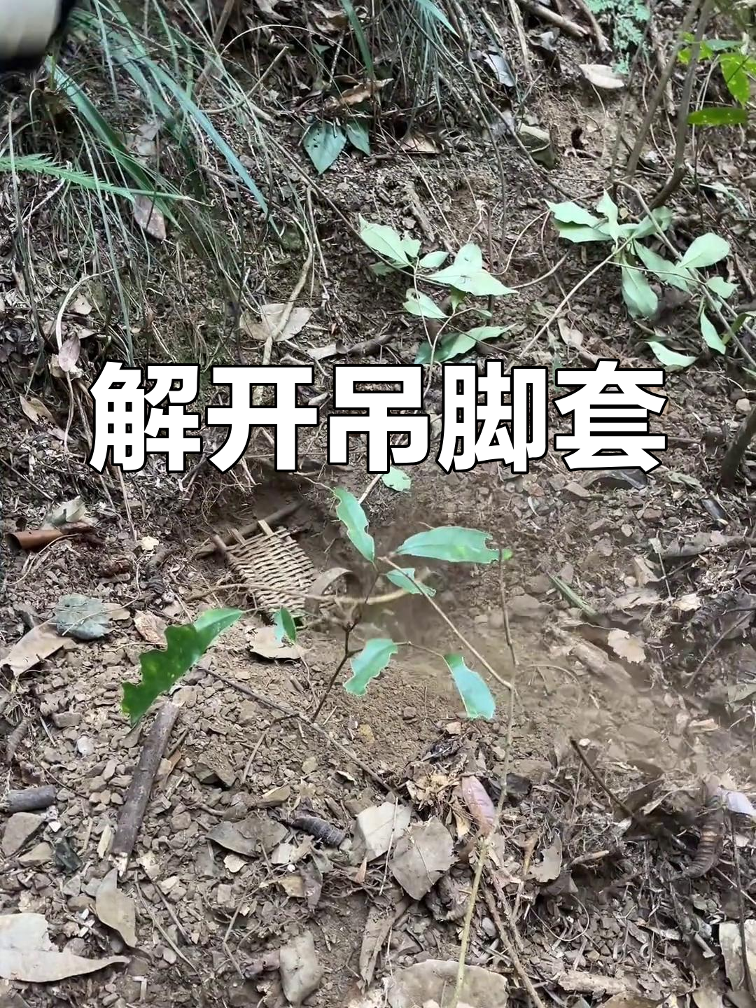 吊脚套陷阱实战技巧