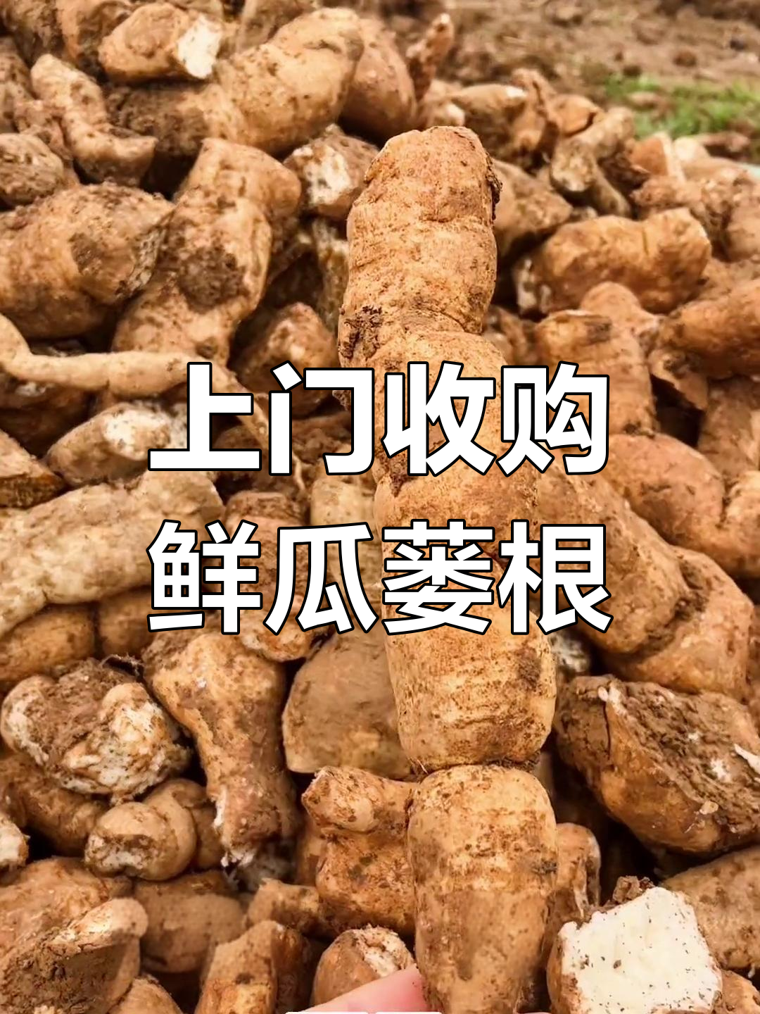 全国上门回收鲜瓜蒌根,效益丰厚等你拿