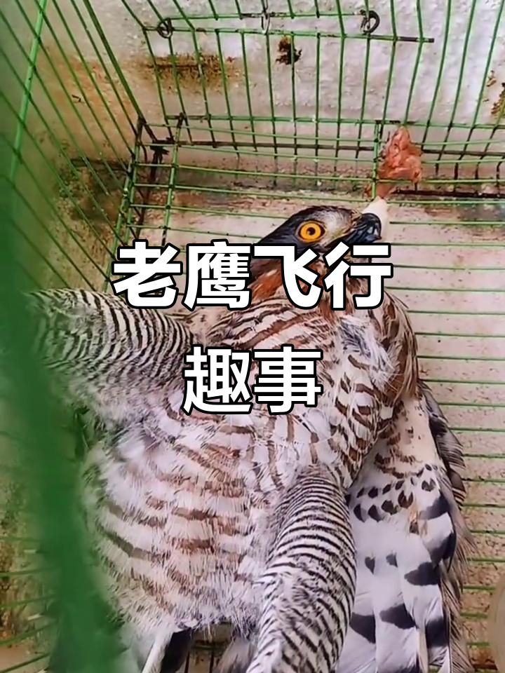 手机拍摄剪辑:老鹰飞翔的搞笑瞬间