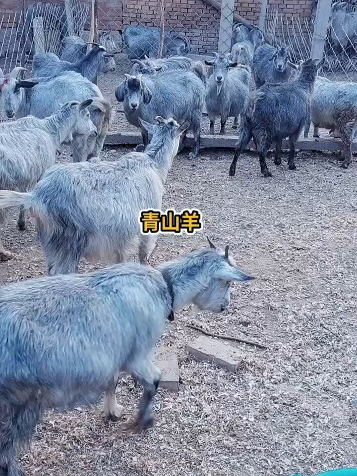 纯种鲁西南青山羊养殖基地 多胎多羔狗羊