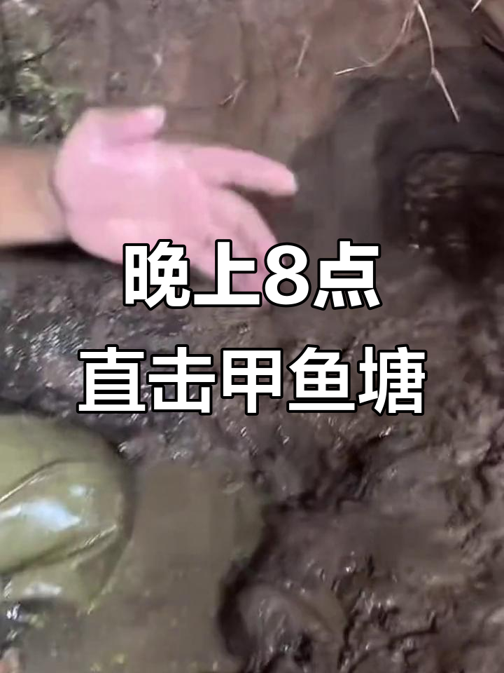 甲鱼塘夜捕乌甲黄鳝,8点直播抓大货