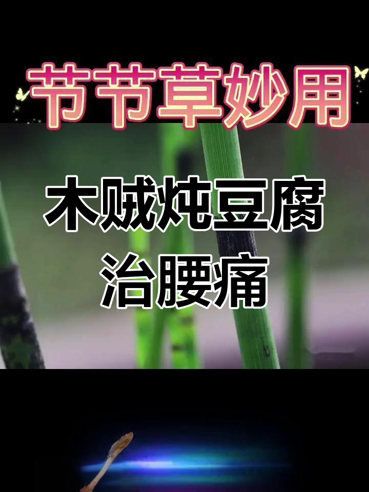 节节草煮豆腐,腰疼患者必试!