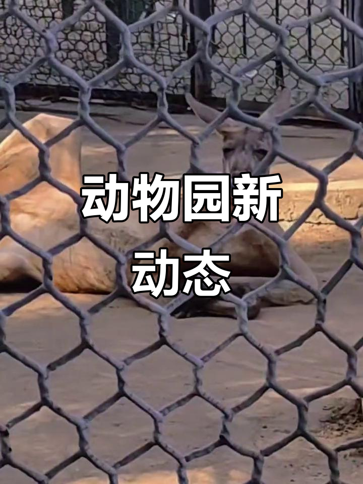 终于探访了枣庄动物园,动物们依旧可爱!