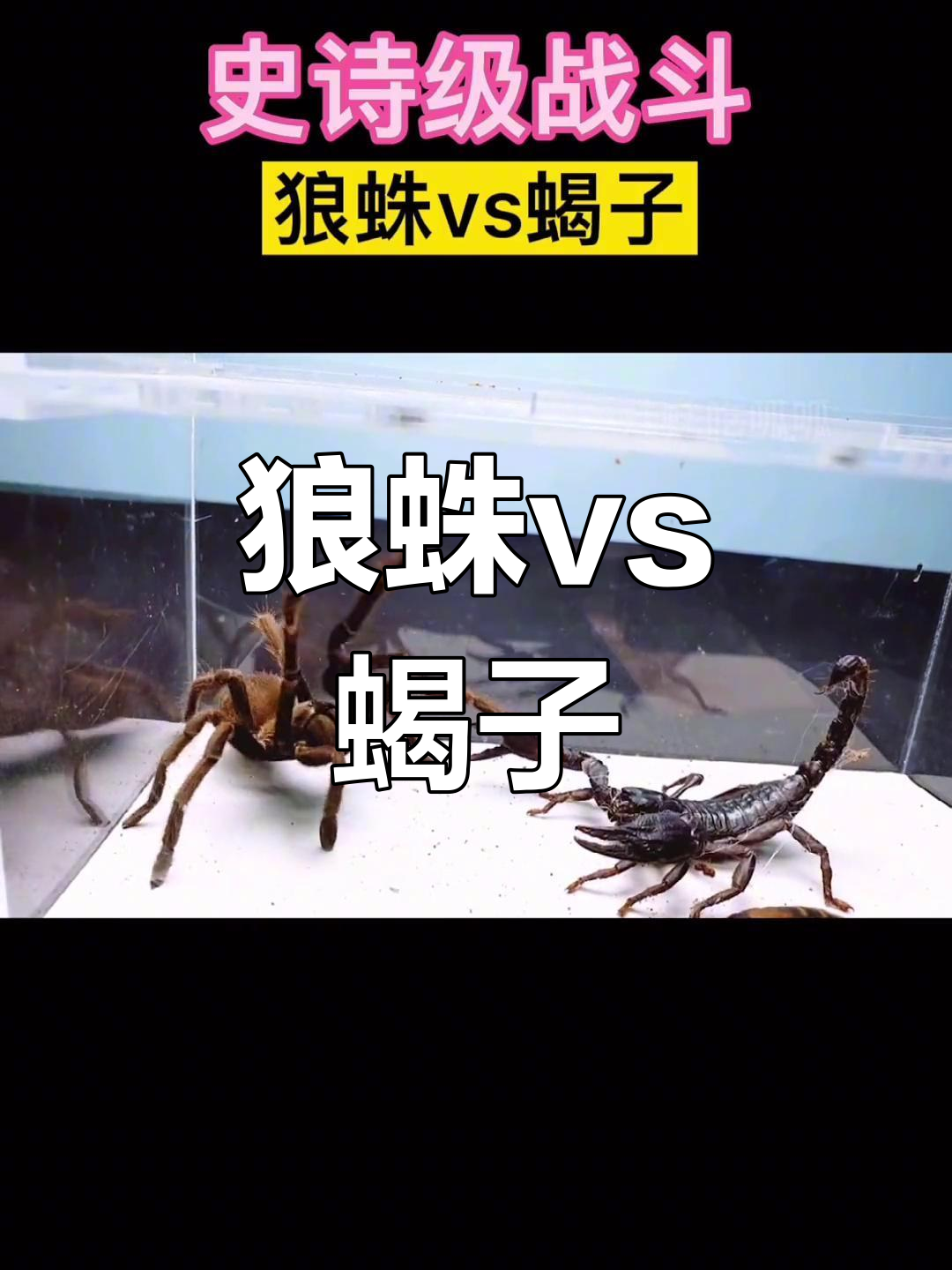 狼蛛vs帝王蝎图片