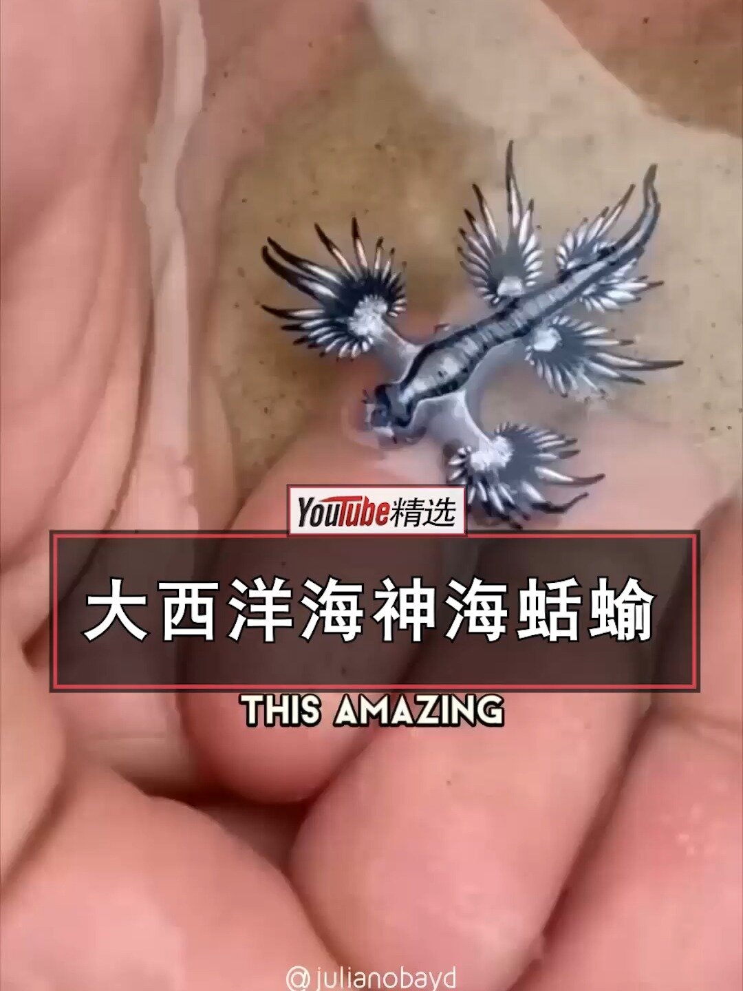 一分钟科普:大西洋海神海蛞蝓