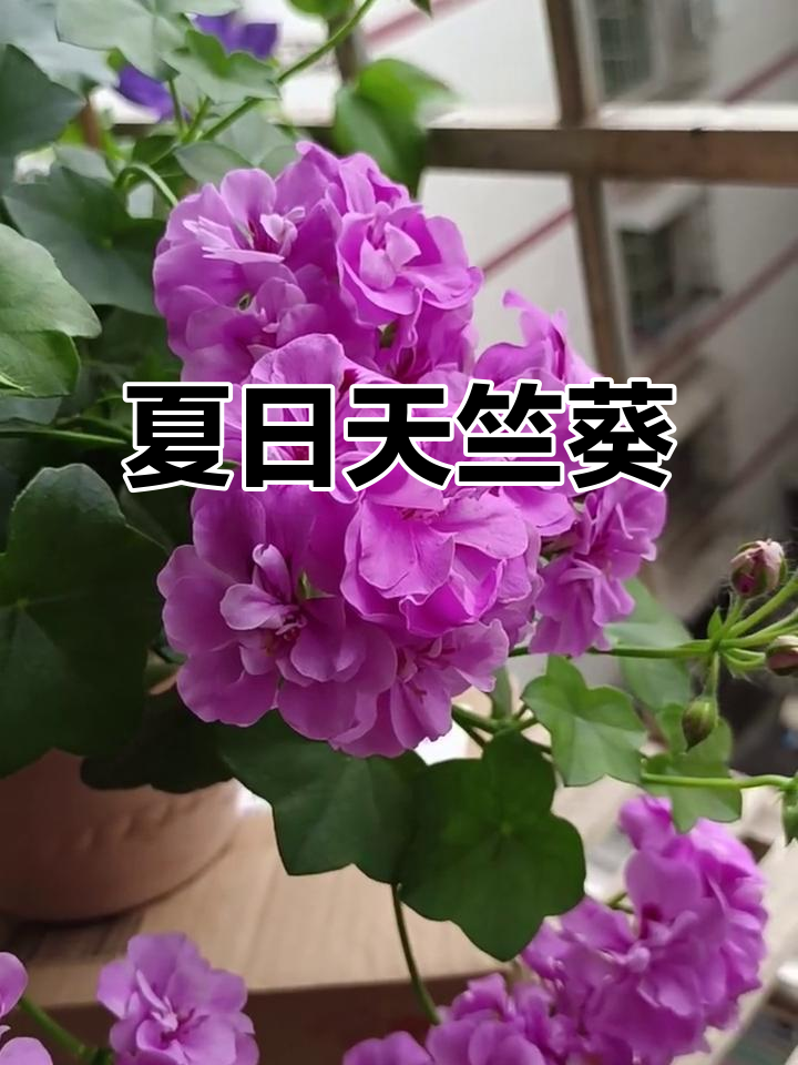 2月大汉196天竺葵,花繁叶茂美丽耐看