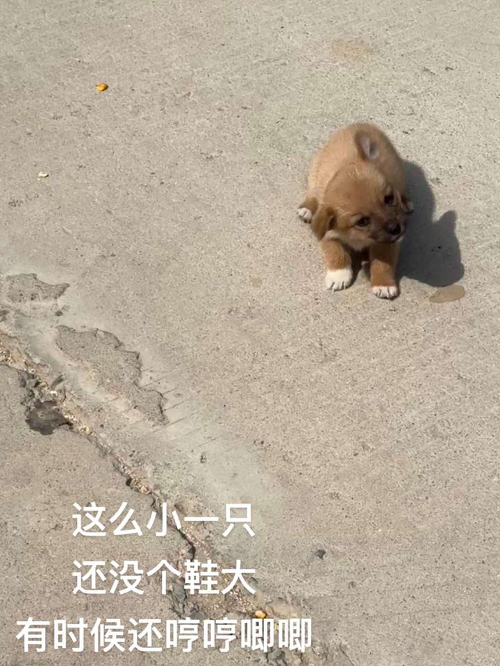 中华田园犬短腿狗图片