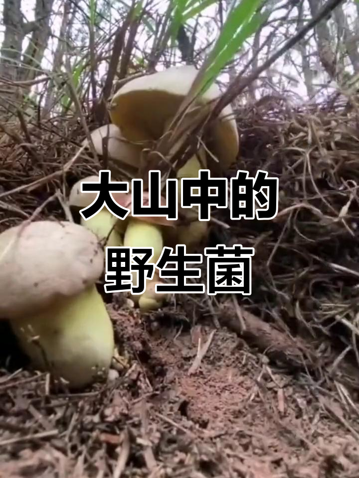 云南大山里的美味菌子,白葱难得一见!