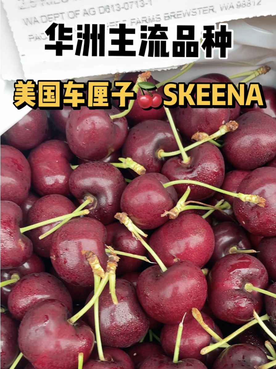 车厘子品种skeena图片