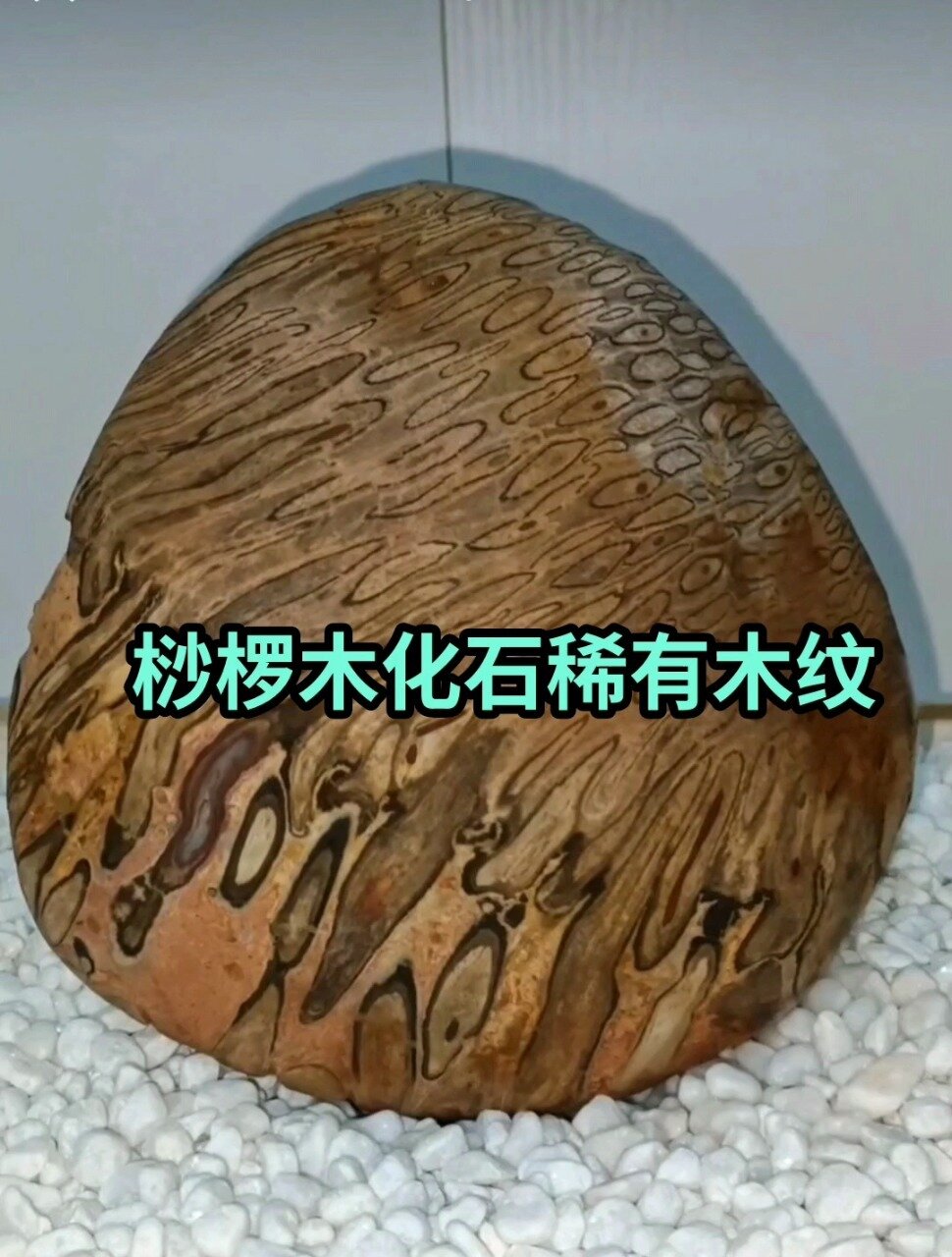 亿年桫椤木化石收藏品,稀有颜色木纹!