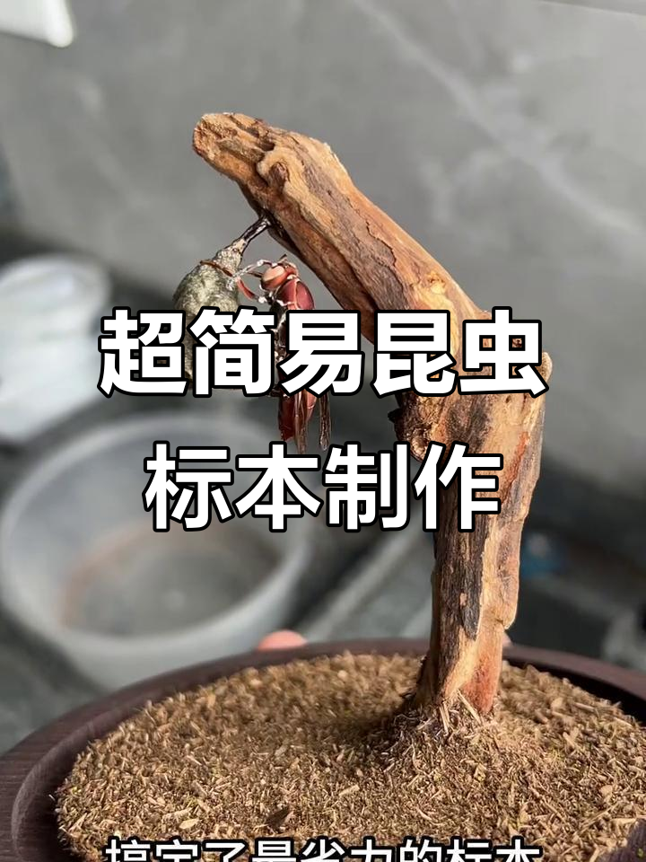 如何超度虫子-樟脑丸可以驱哪些虫子