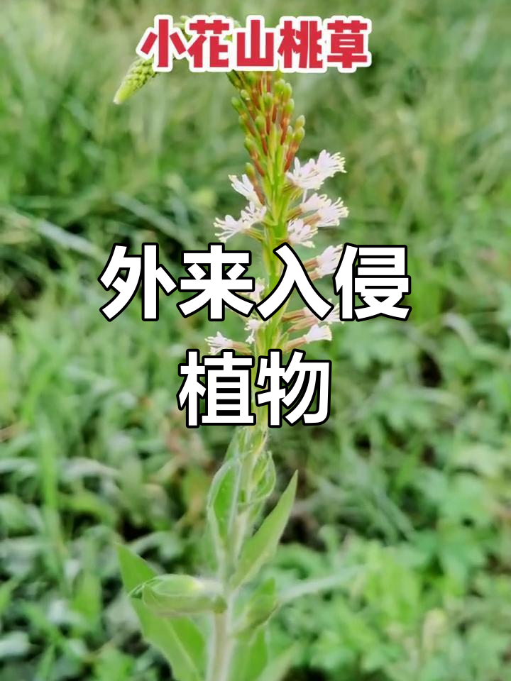 小花山桃草,强韧外来植物,迅速蔓延成灾