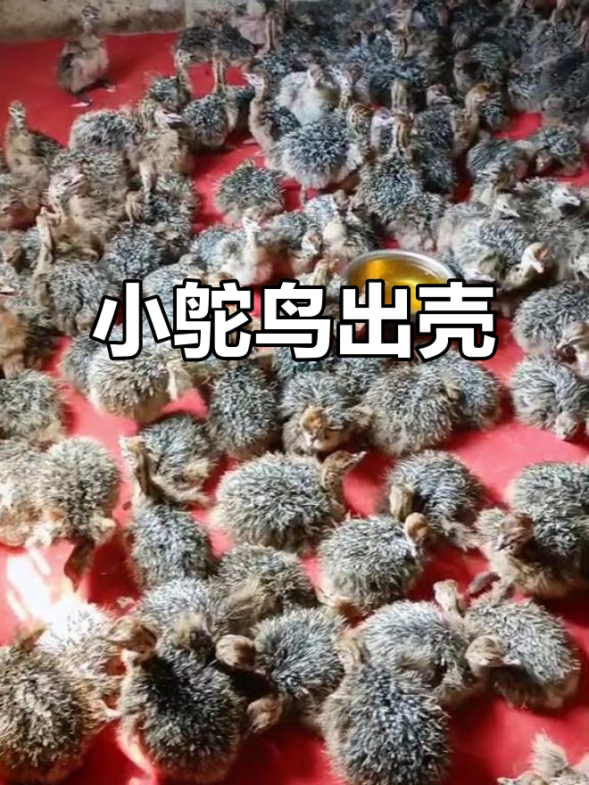 刚出生的小鸵鸟,萌态十足,适合各地养殖