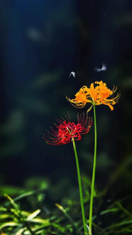 本是同根同径生,一生叶花难相见!" 有一种花叫彼岸花-度小视