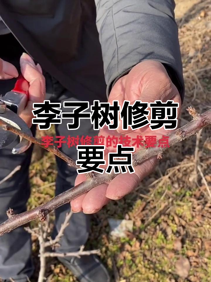 李子树修剪技巧:如何让弱枝变强,花芽更旺盛