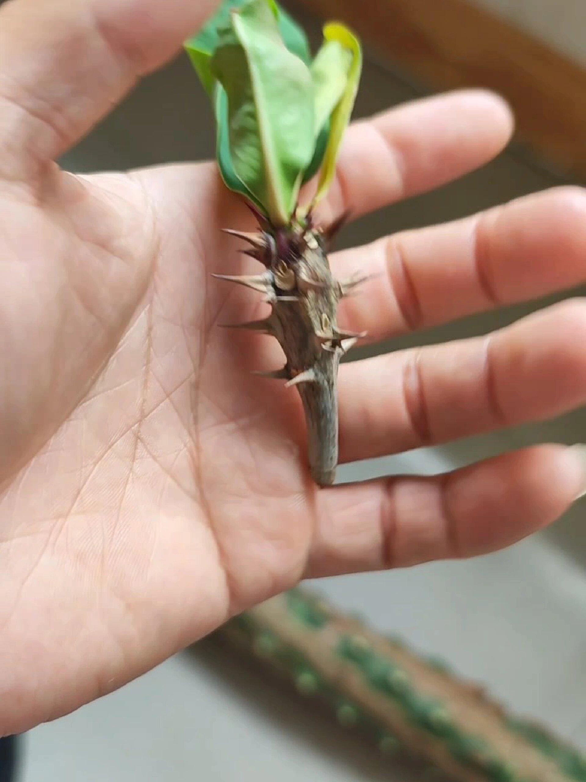 虎刺梅嫁接霸王鞭