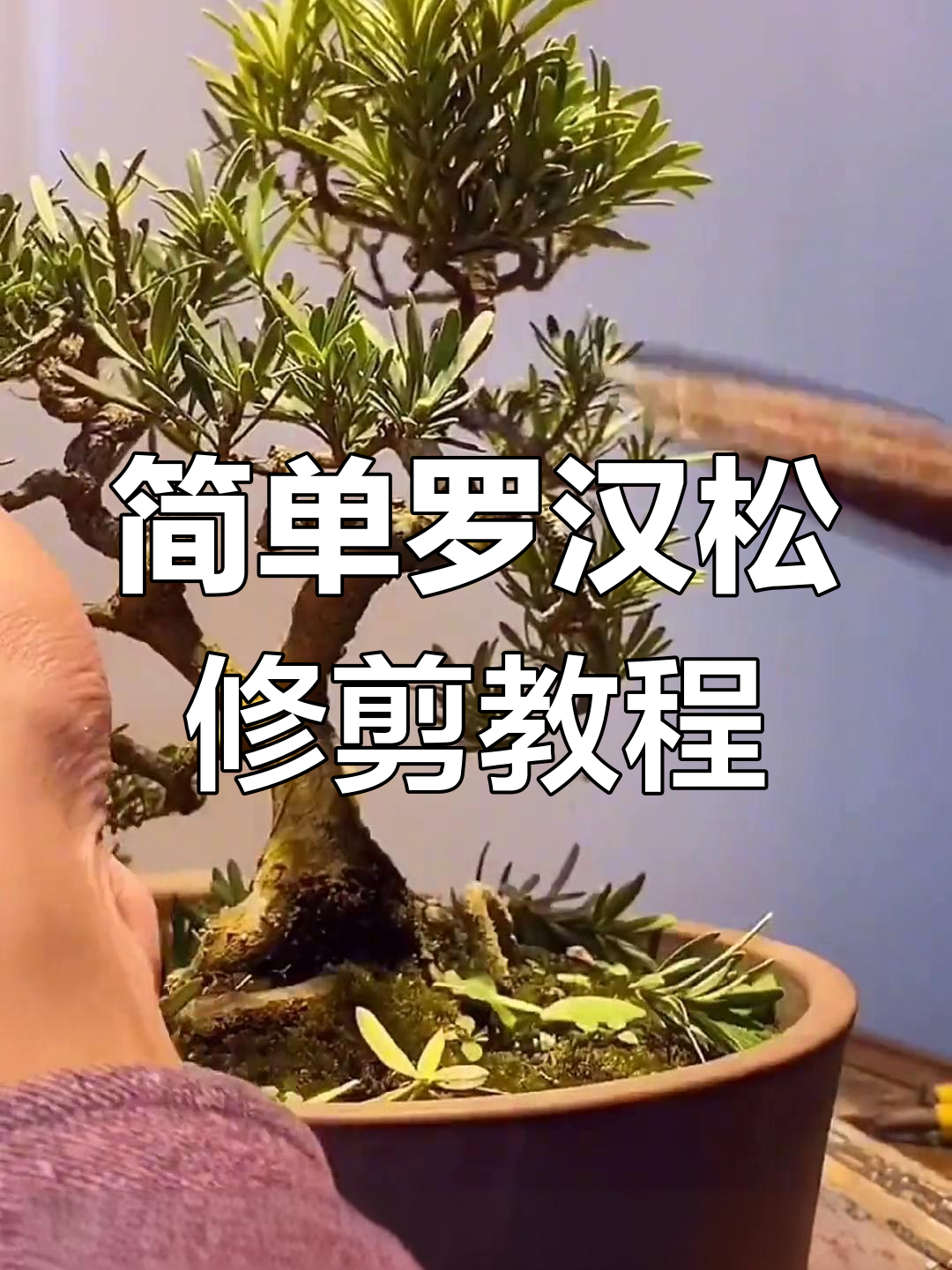 罗汉松修剪技巧大揭秘,轻松掌握不费力