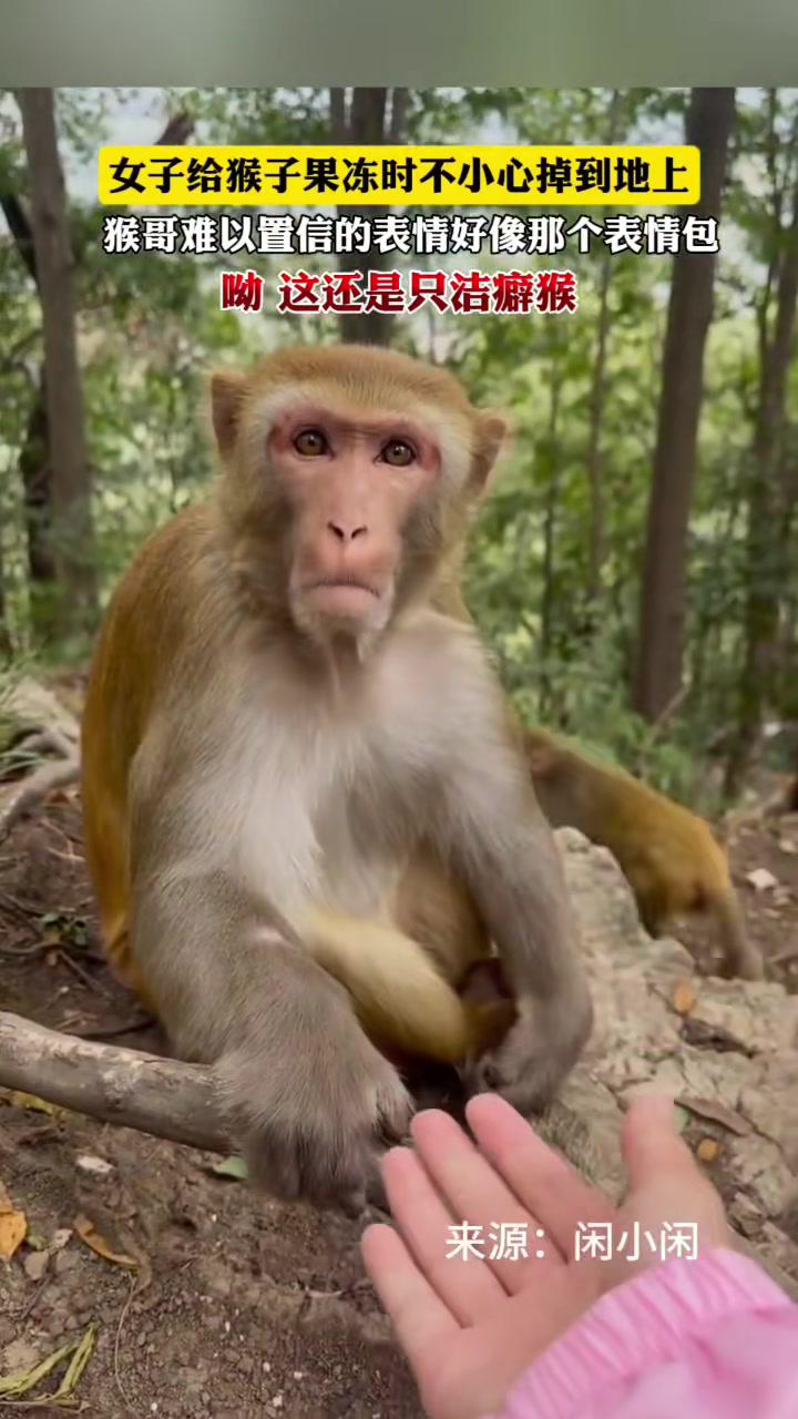 女子给猴子果冻时不小心掉到地上,猴哥难以置信的表情好像那个表情包.
