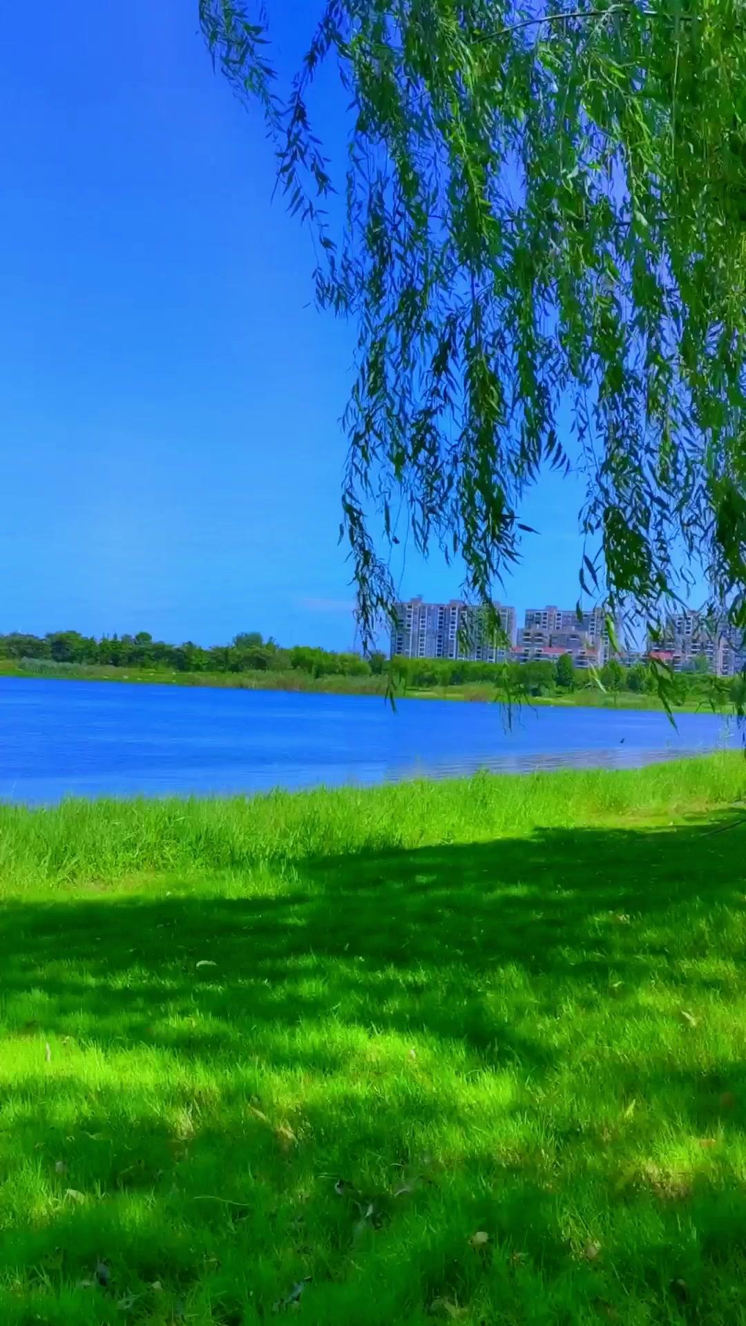 杨柳依依,微风拂面 治愈系风景 湖边美景 好山好水好风景