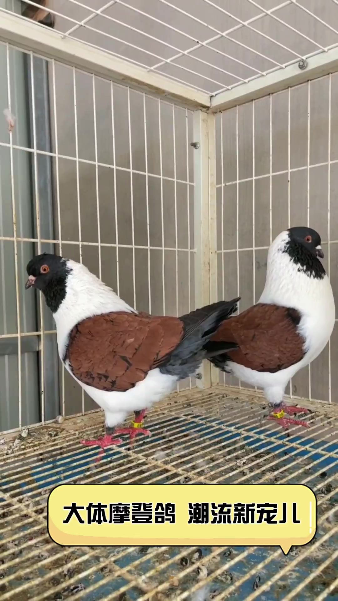 大体摩登鸽,潮流新宠儿