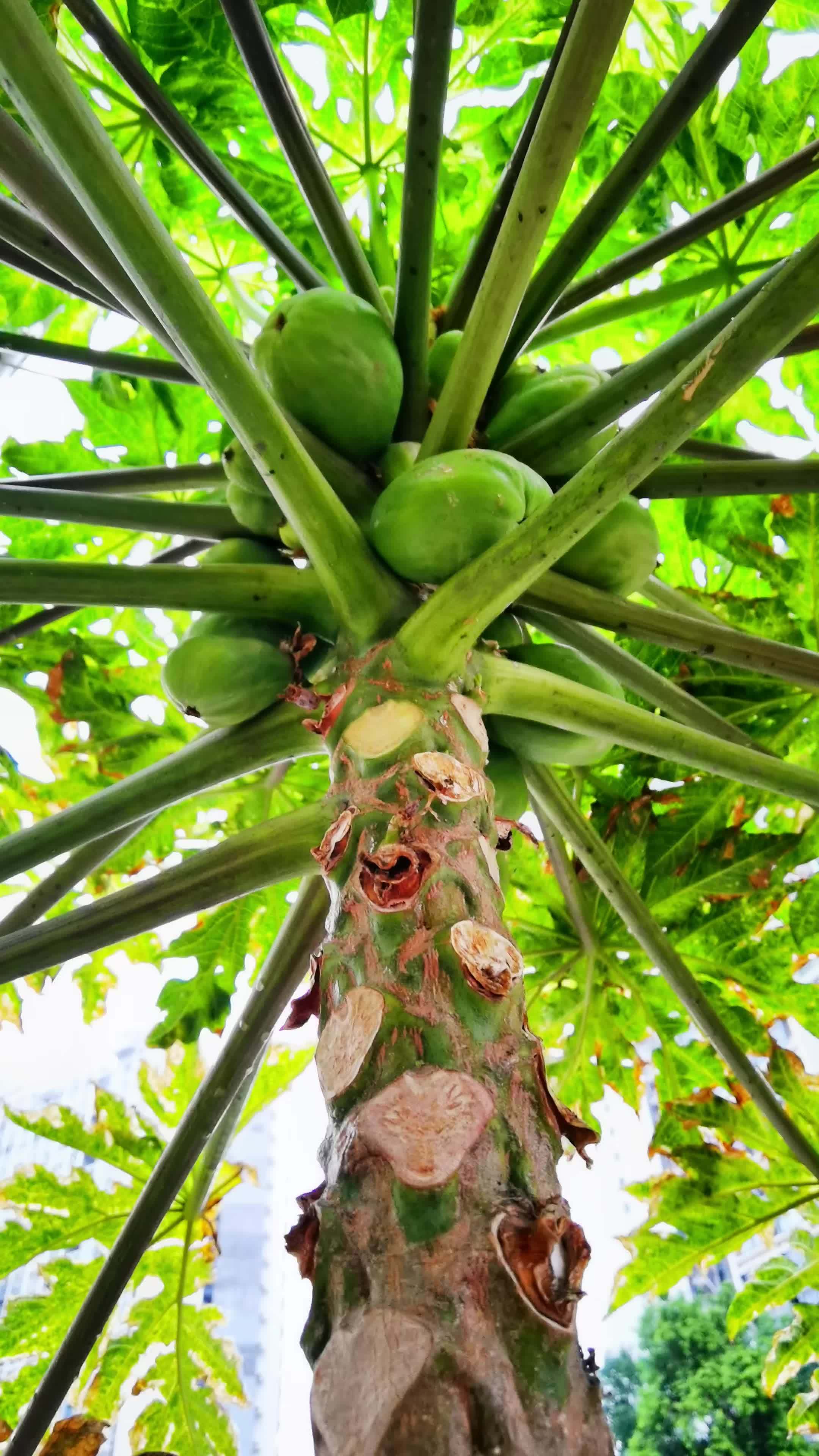 这个大家都叫木瓜吧 万物生长 生机勃勃 原生态 硕果累累 地方叫法不