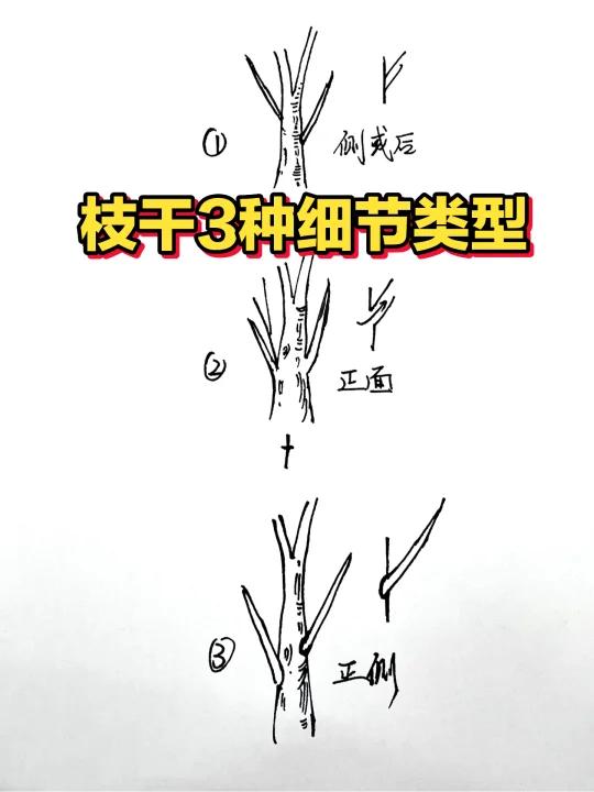 枝干形态3种 细节特点!「有用」