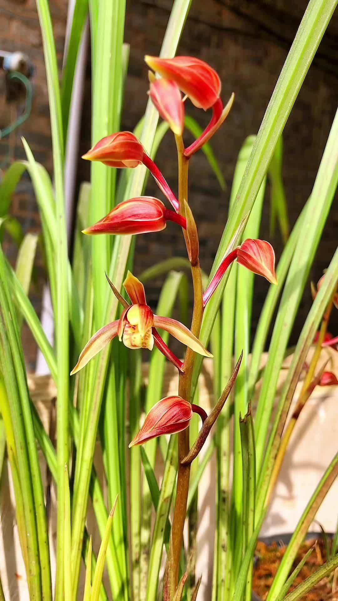 秋芝兰花特点图片